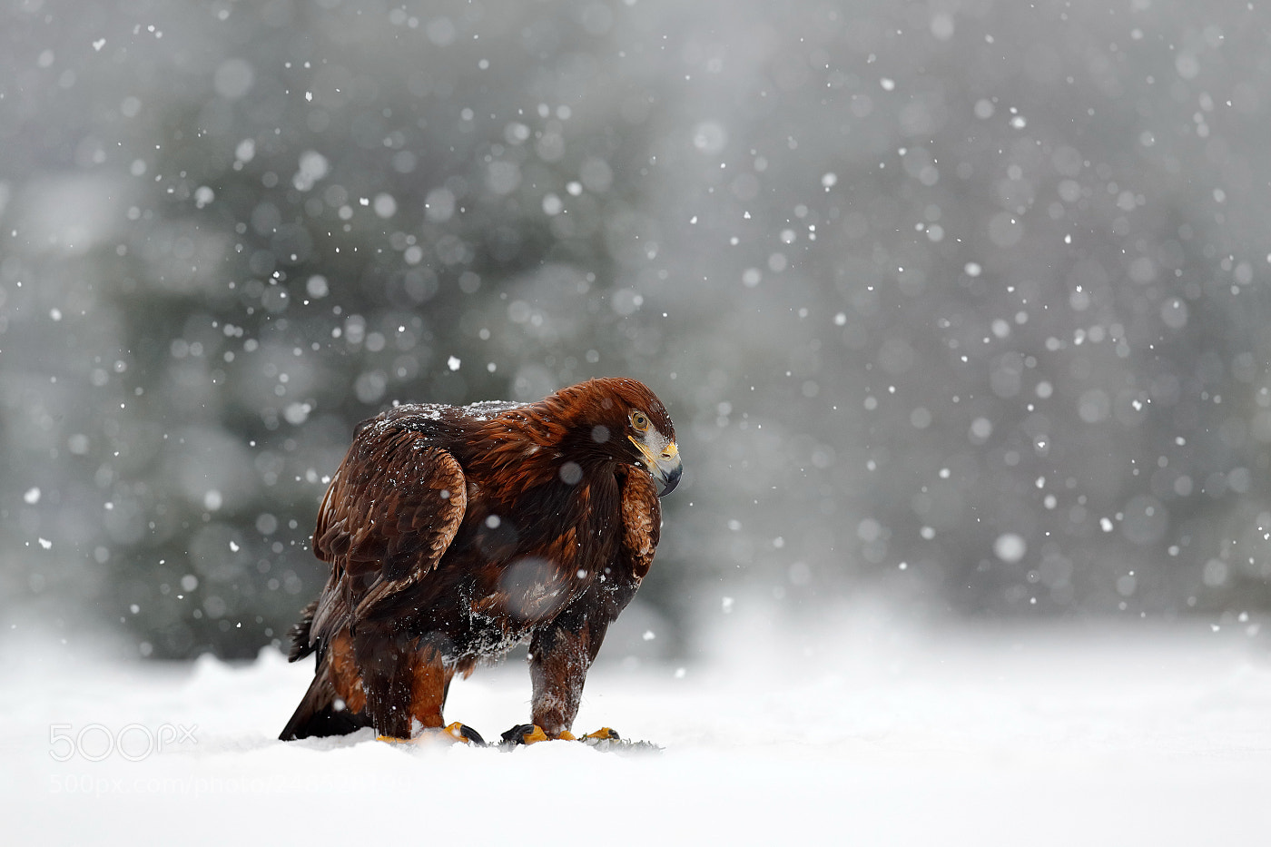 Canon EOS-1D X Mark II sample photo. Golden eagle (aquila chrysaetos) photography