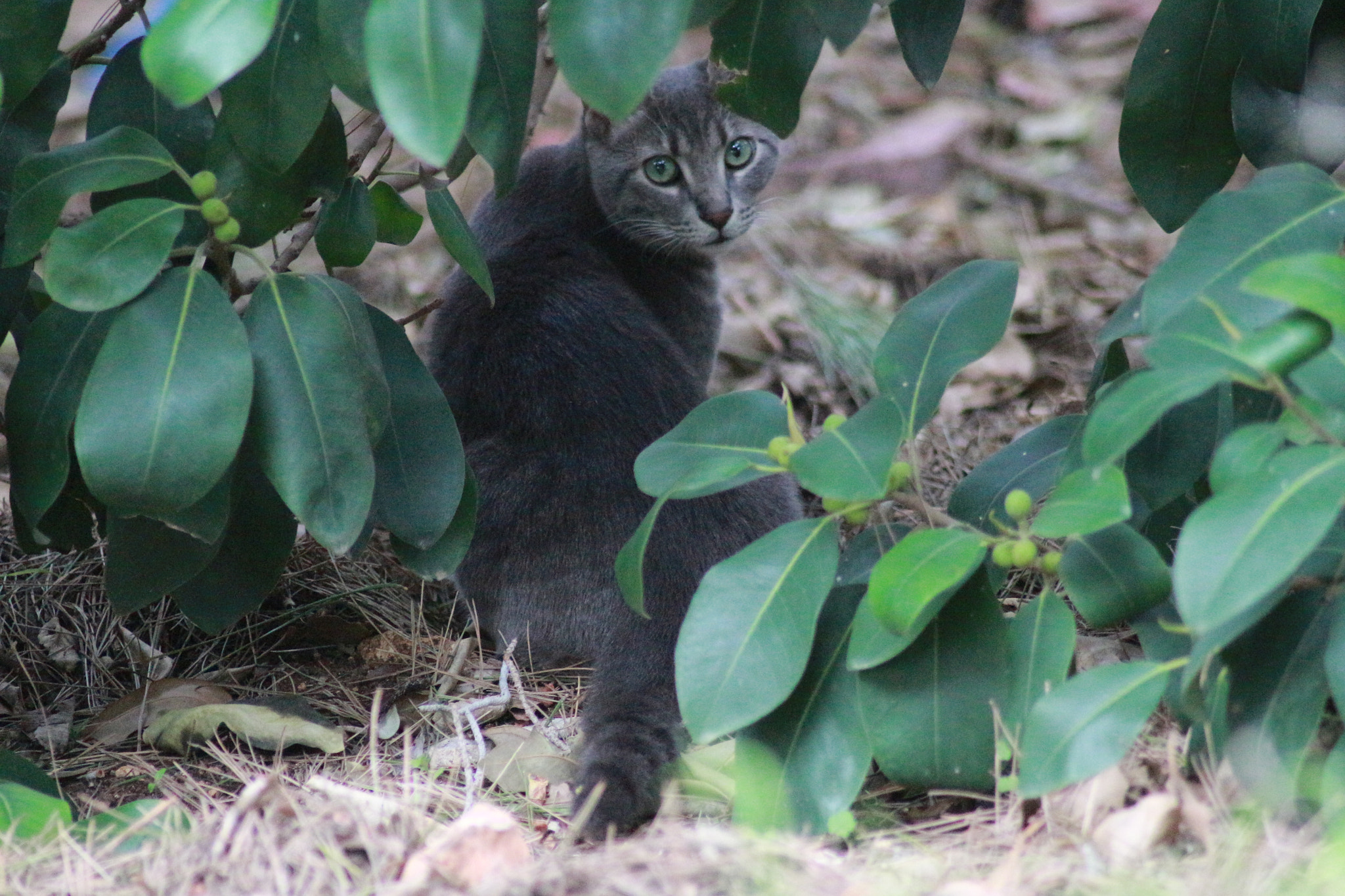 Canon EOS 700D (EOS Rebel T5i / EOS Kiss X7i) sample photo. Look at me photography