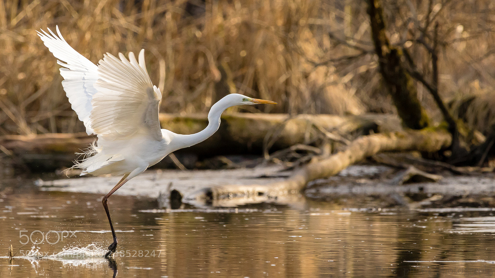Canon EOS 7D Mark II sample photo. Grande aigrette photography