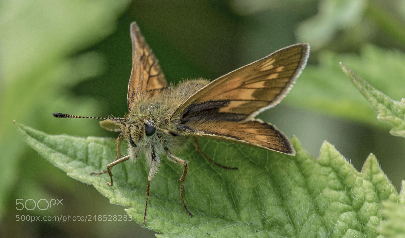 Nikon D5300 sample photo. Ochlodes venatus la sylvaine photography