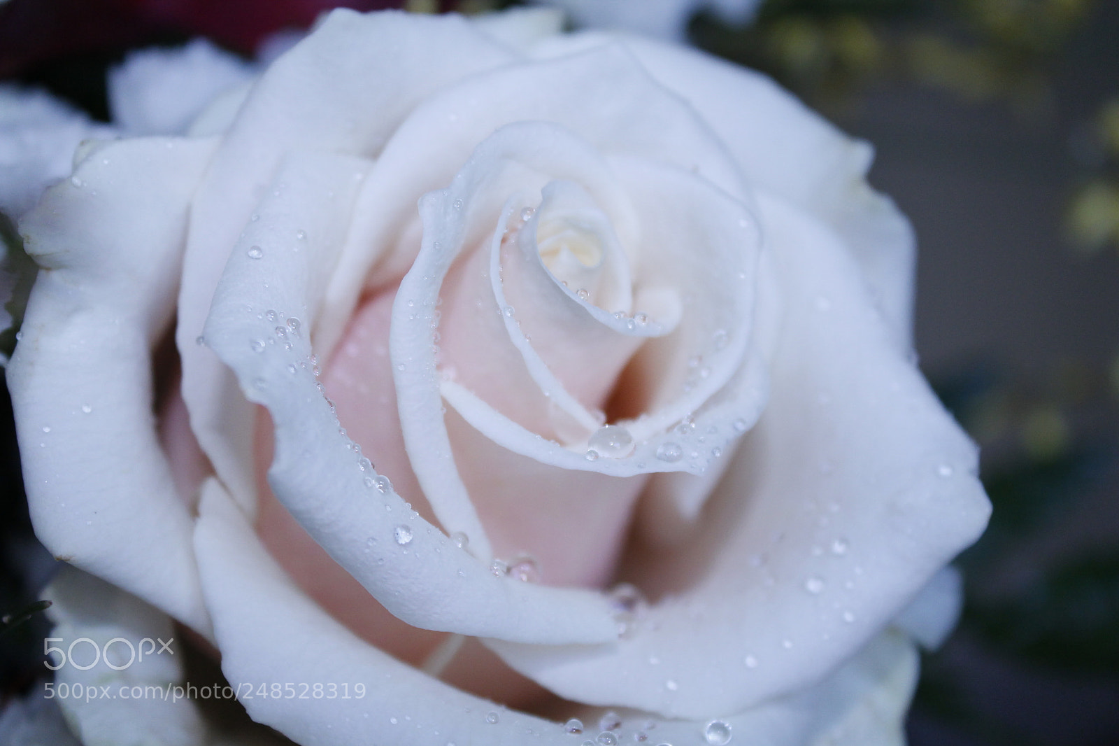 Canon EOS 1100D (EOS Rebel T3 / EOS Kiss X50) sample photo. White rose photography