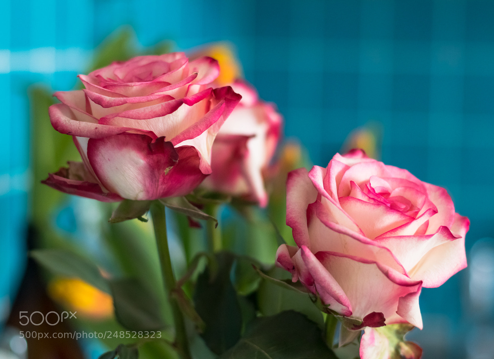 Canon EOS M6 sample photo. Roses photography