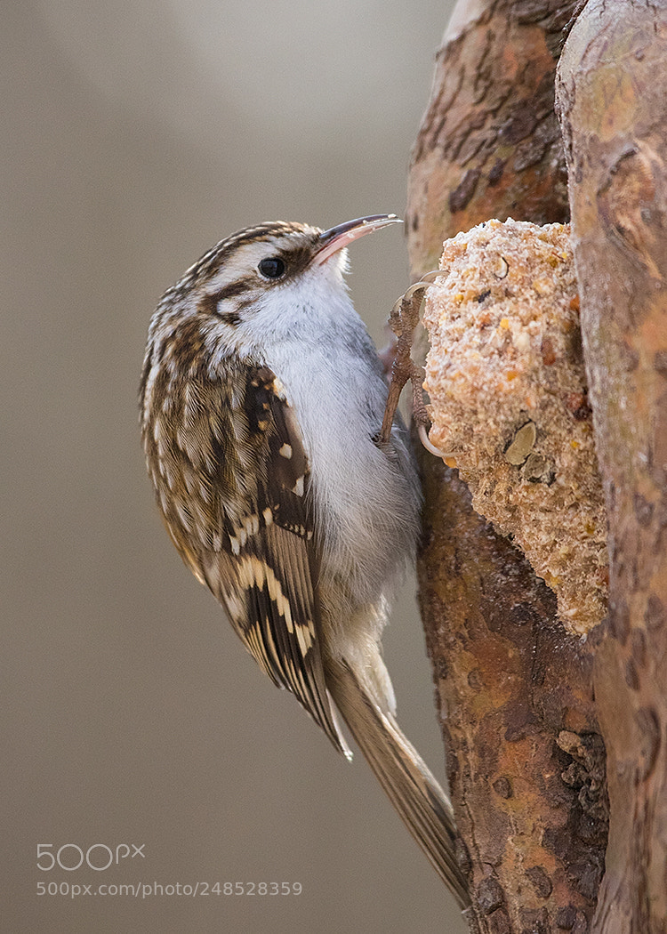 Canon EOS 7D Mark II sample photo. Treecreeper photography