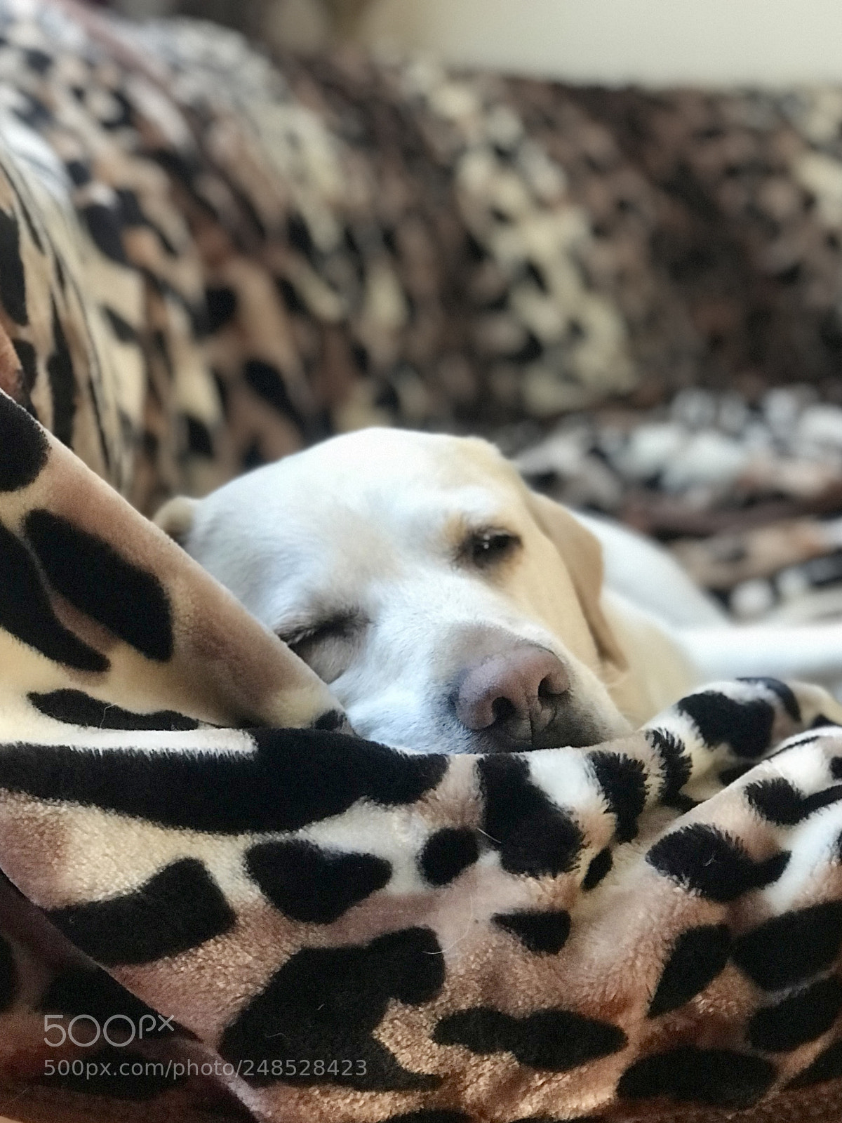 Apple iPhone 7 Plus sample photo. Sleeping beauty photography