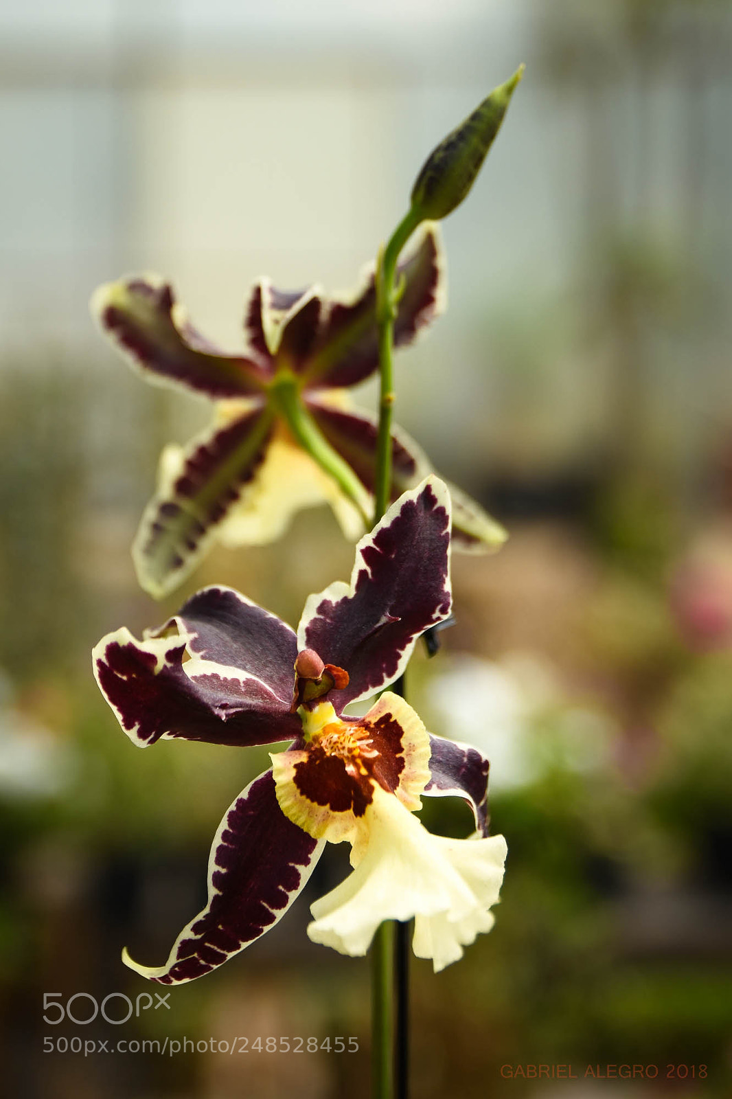 Nikon D7200 sample photo. Orquídea bella photography
