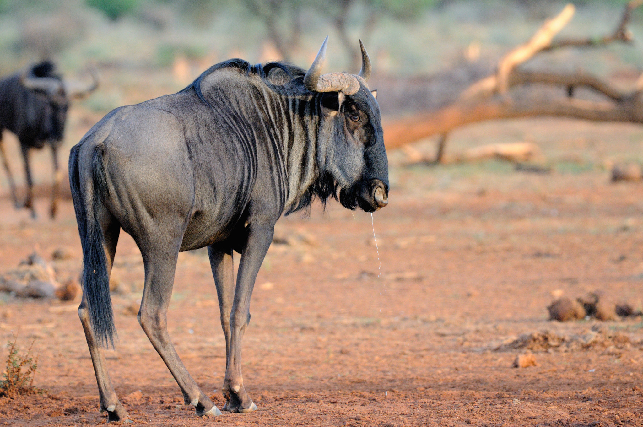Nikon D300 sample photo. Agnou one at erindi in namibia. photography