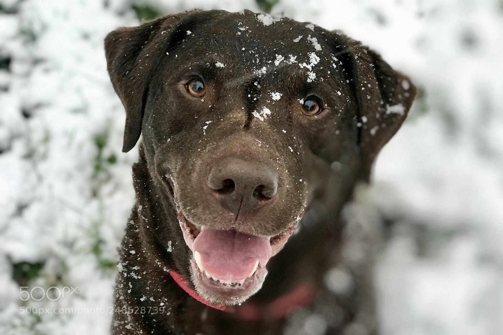 Apple iPhone 7 Plus sample photo. Snow is awesome photography