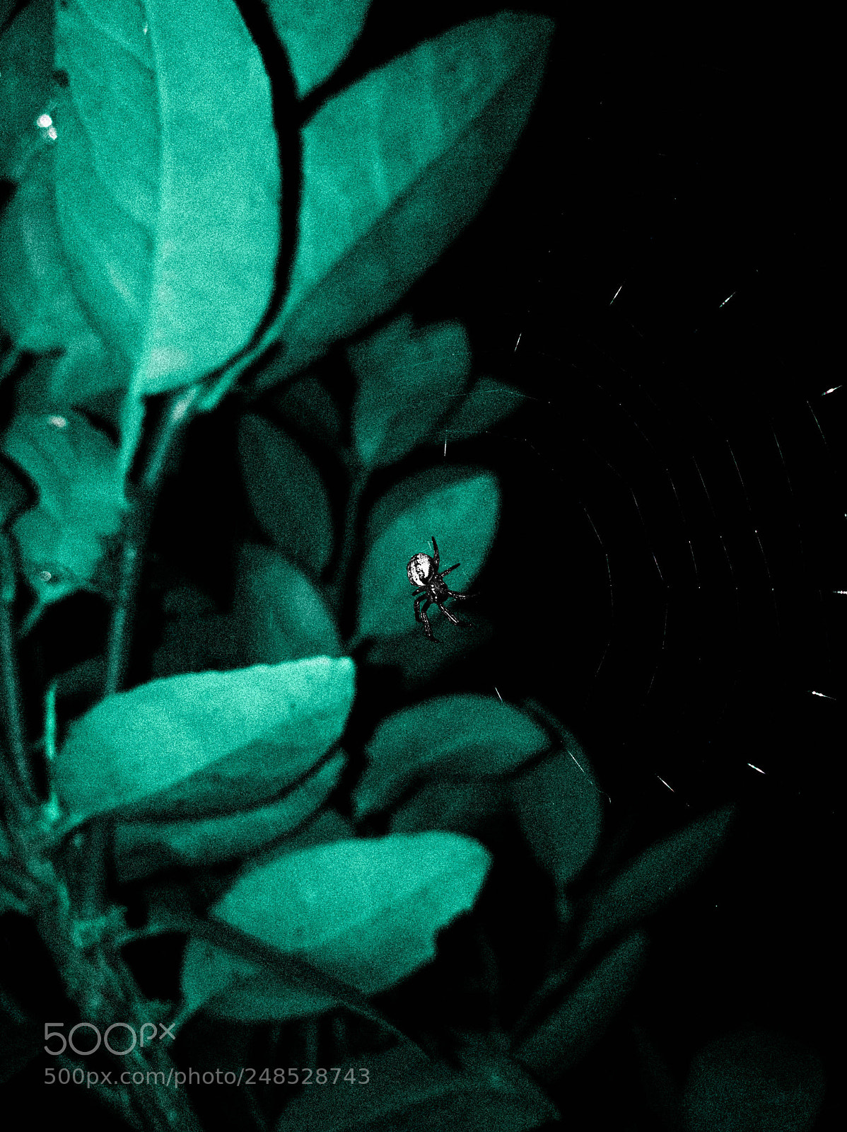 HUAWEI P9 sample photo. ¡spider! photography