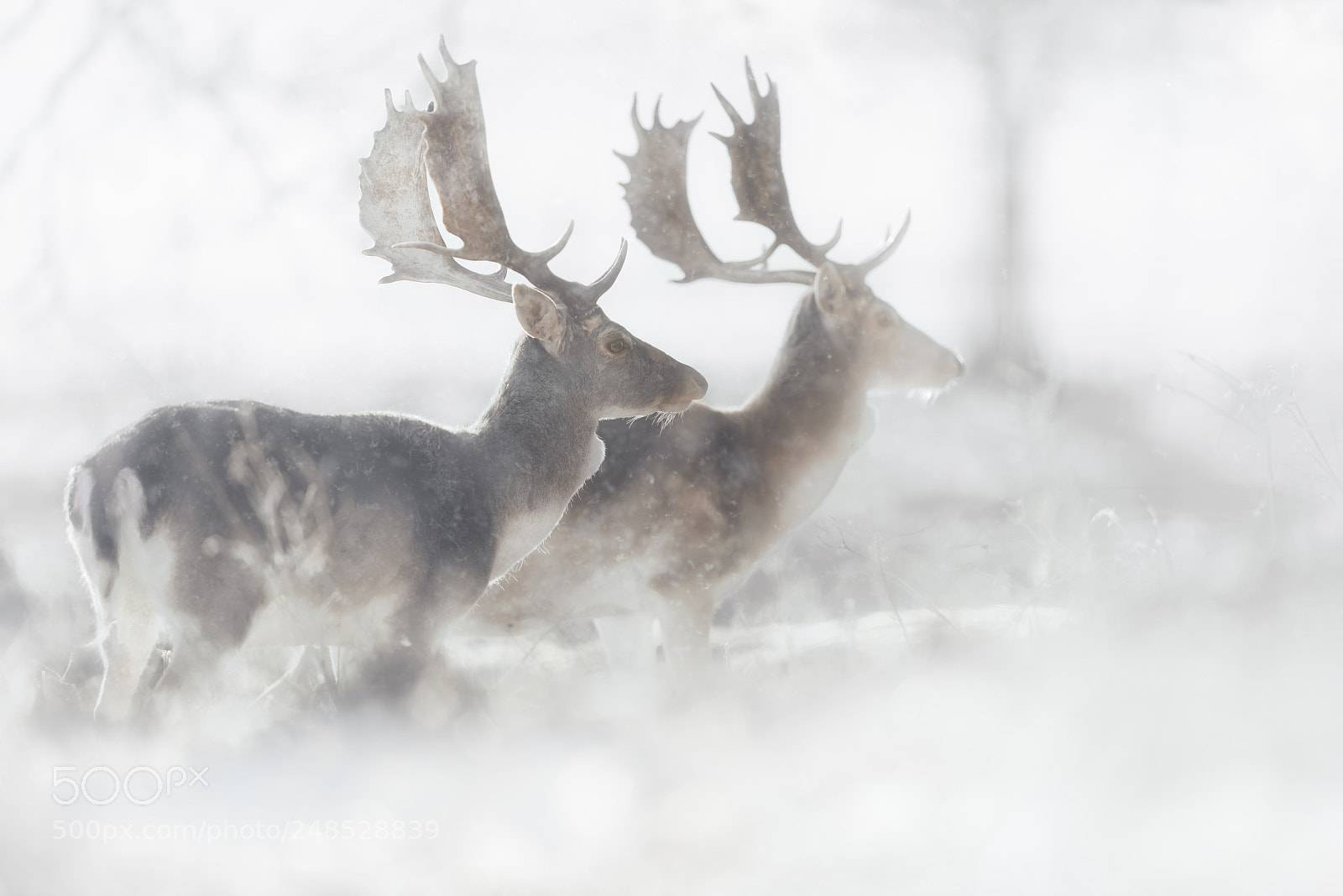 Nikon D810 sample photo. 'fallow fantasia' photography