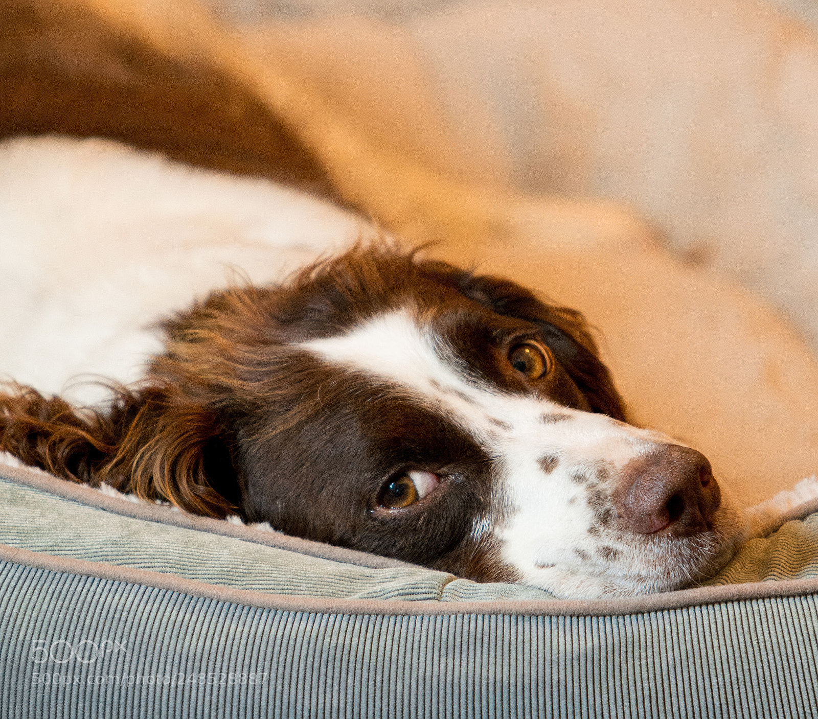 Nikon D5200 sample photo. 42.jpg photography