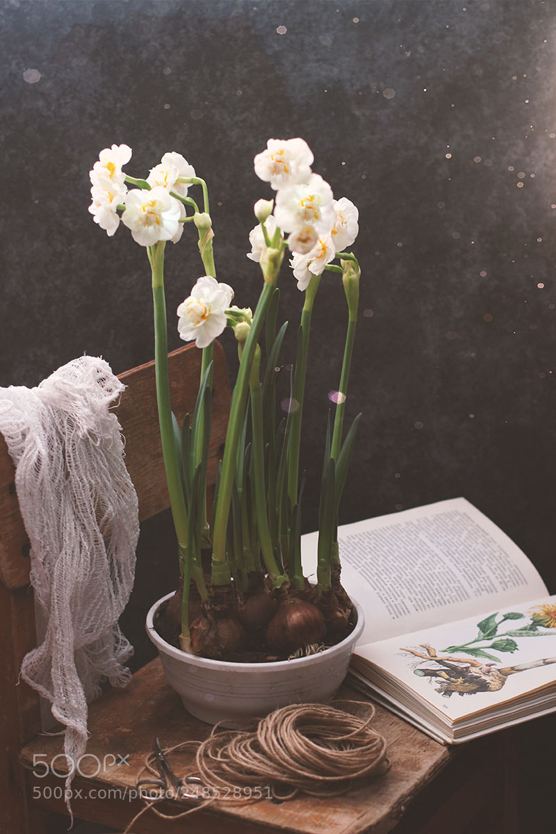 Canon EOS 600D (Rebel EOS T3i / EOS Kiss X5) sample photo. The scent of spring photography