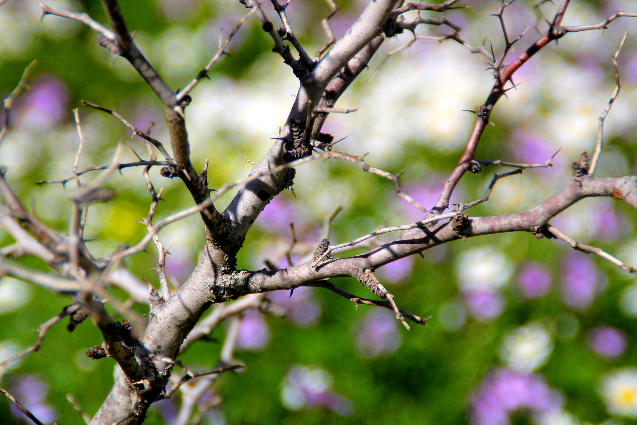 Canon EOS 1100D (EOS Rebel T3 / EOS Kiss X50) sample photo. Springtime at marrakech region photography