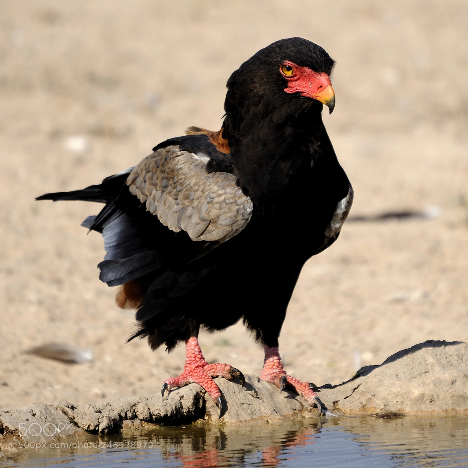 Nikon D700 sample photo. Aigle bateleur at mpaya photography