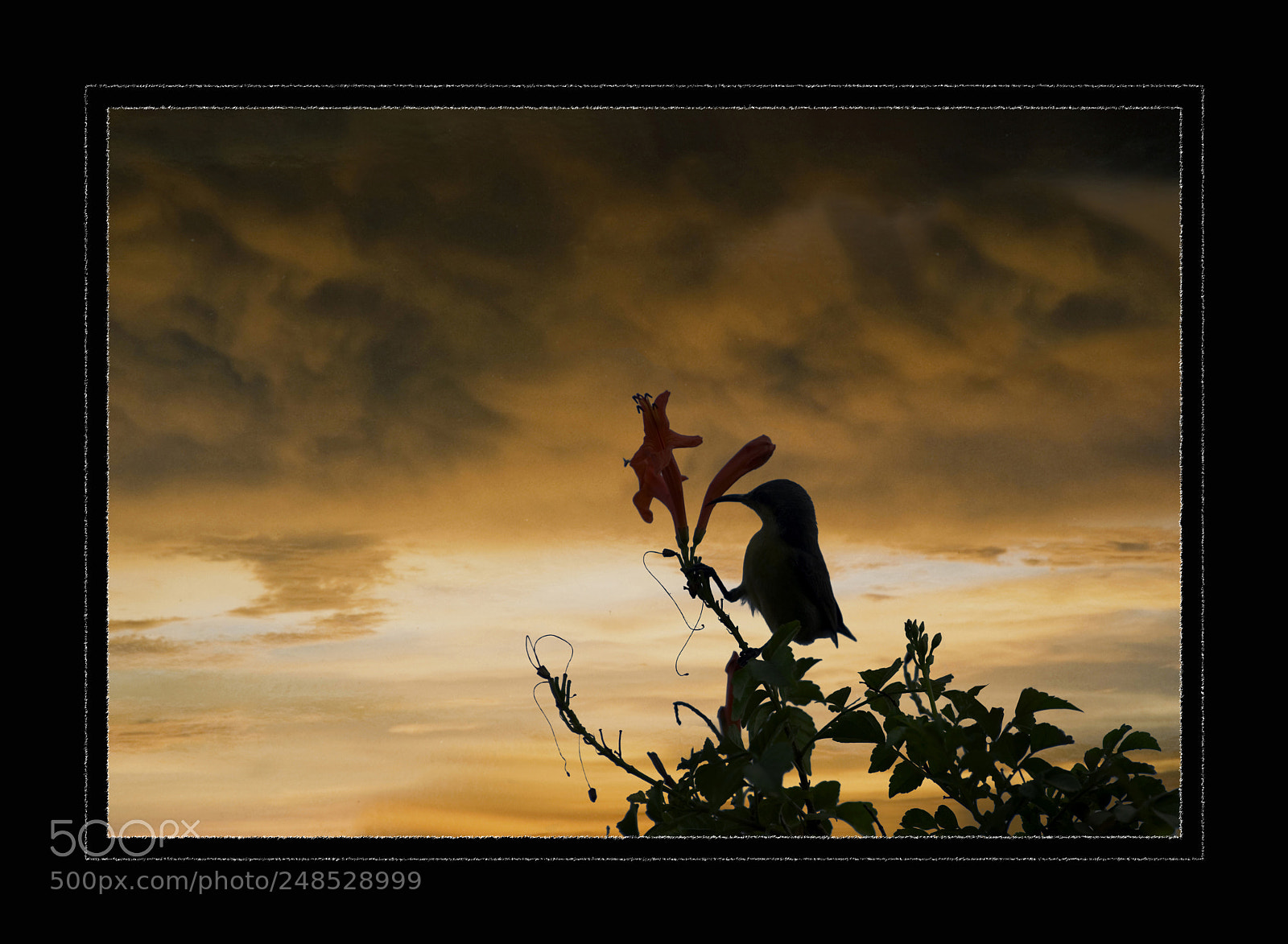 Nikon D200 sample photo. Silhouette bird.jpg photography