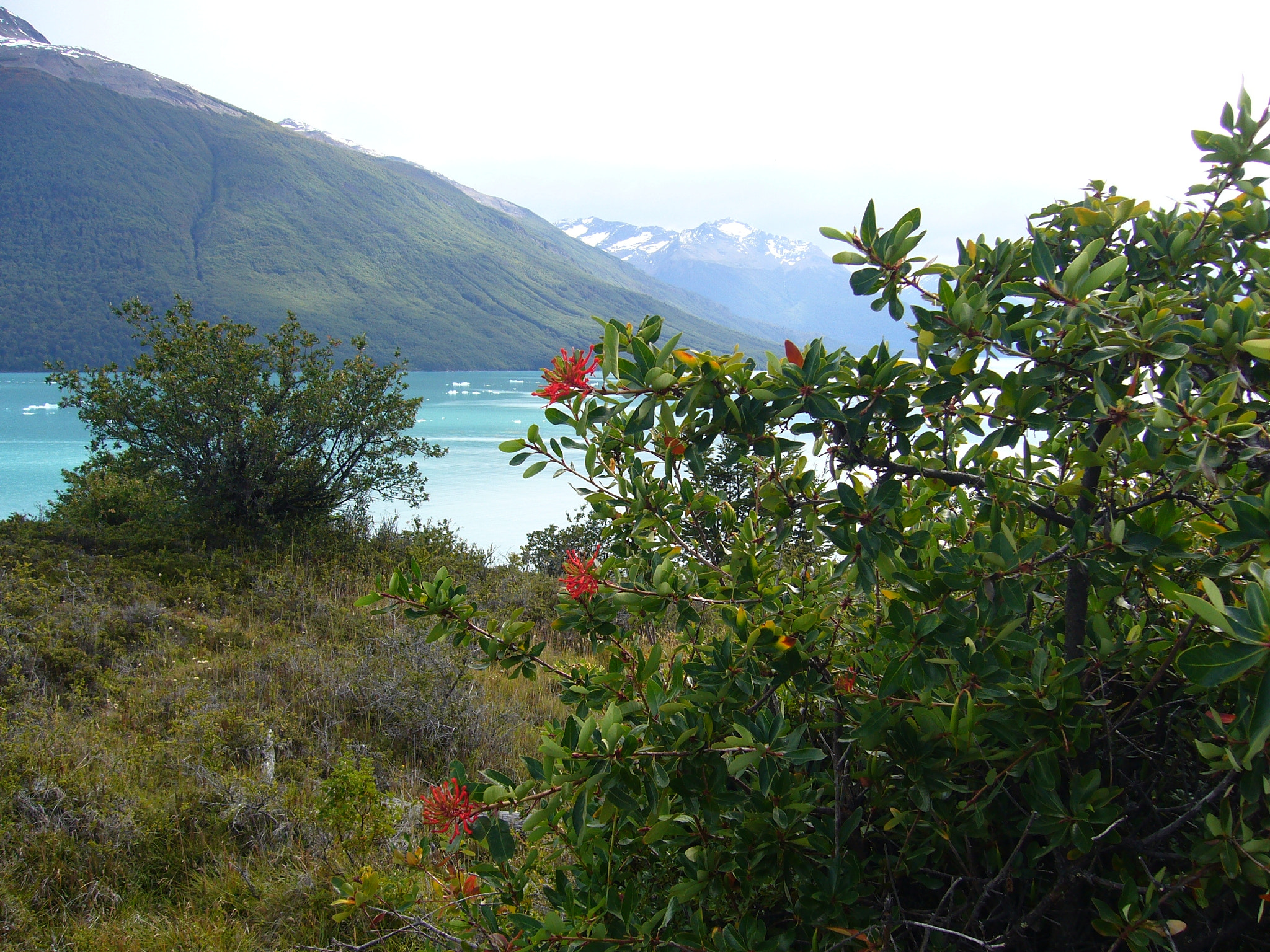 Panasonic DMC-FX8 sample photo. Perito moreno trek argentina photography