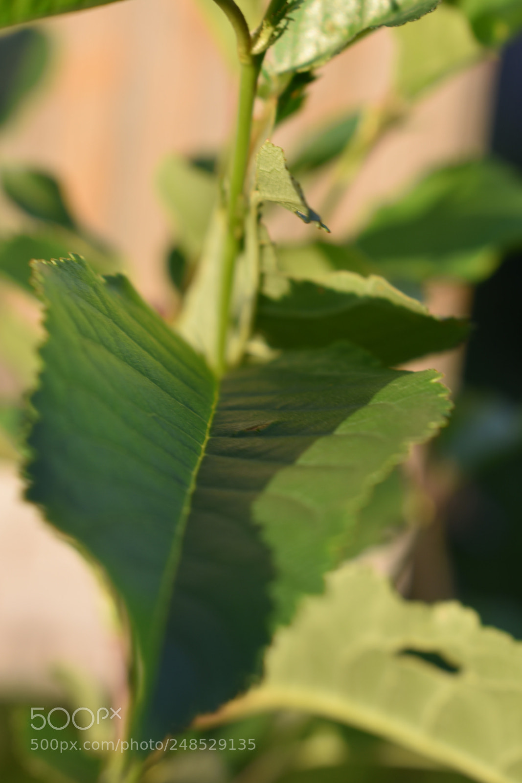 Nikon D3400 sample photo. Untitled photography