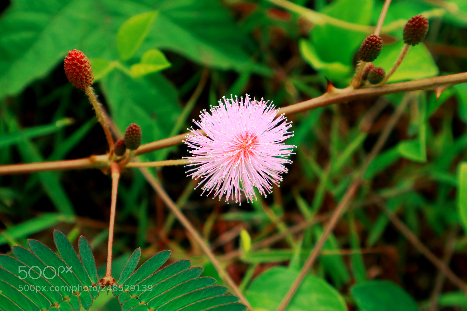 Canon EOS M3 sample photo. Bunga photography
