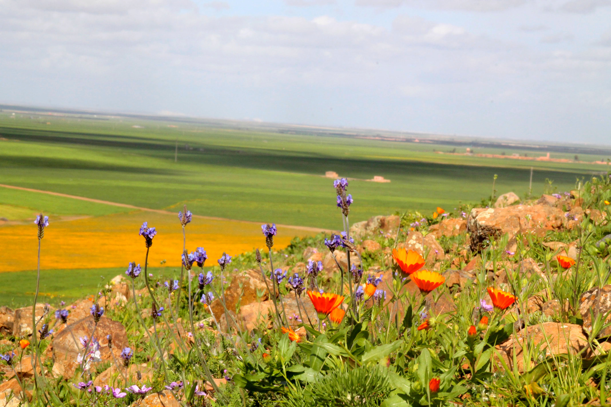 Canon EOS 1100D (EOS Rebel T3 / EOS Kiss X50) sample photo. Springtime at marrakech region photography