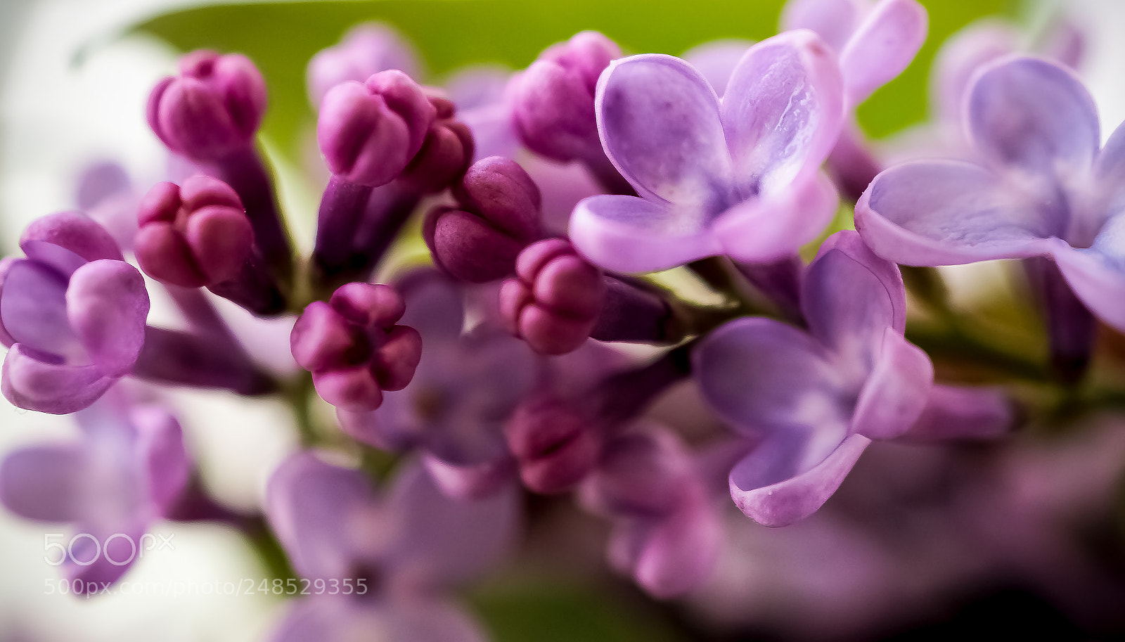 Sony SLT-A58 sample photo. *** lilac *** photography
