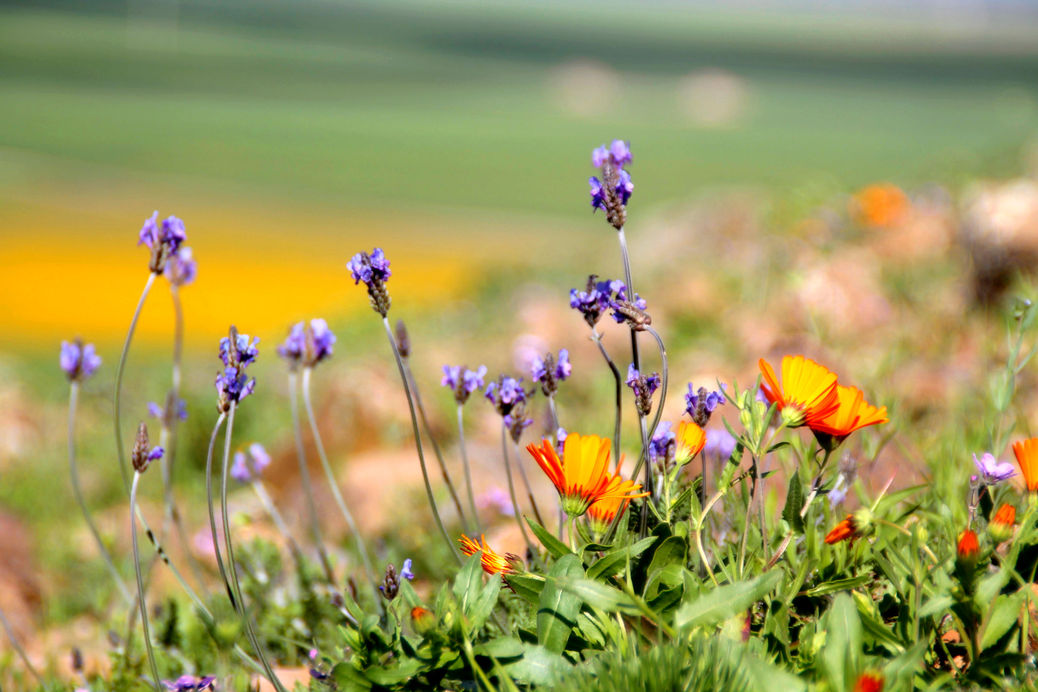 Canon EOS 1100D (EOS Rebel T3 / EOS Kiss X50) sample photo. Springtime at marrakech region photography
