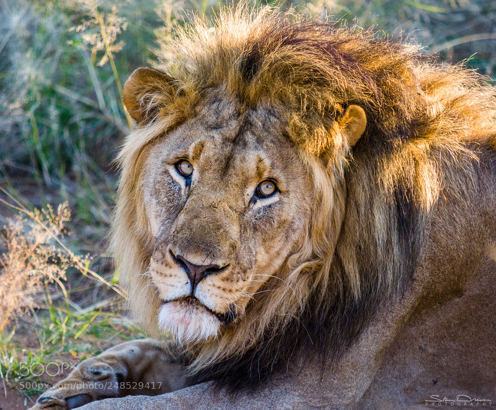 Sony SLT-A77 sample photo. Resting lion photography