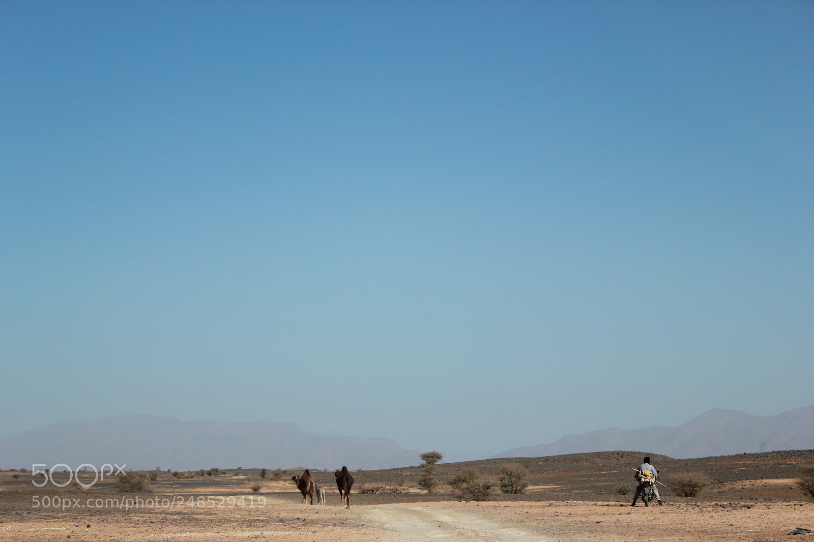 Canon EF-S 18-55mm F3.5-5.6 IS sample photo. Camel escort photography