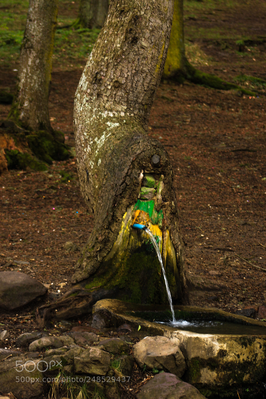 Canon EOS 500D (EOS Rebel T1i / EOS Kiss X3) sample photo. Tree fountain photography