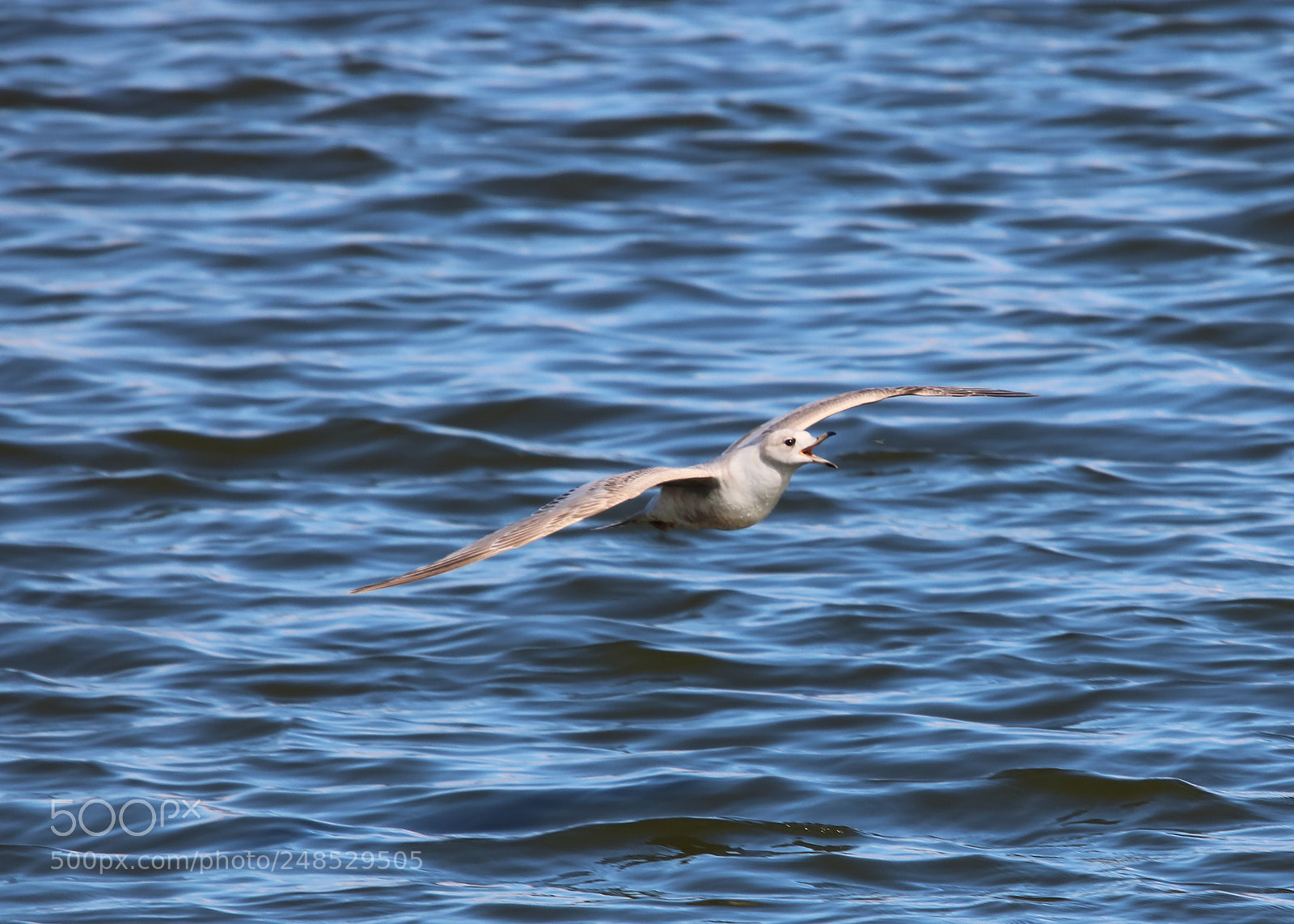 Canon EOS 750D (EOS Rebel T6i / EOS Kiss X8i) sample photo. Tern around bright eyes! photography
