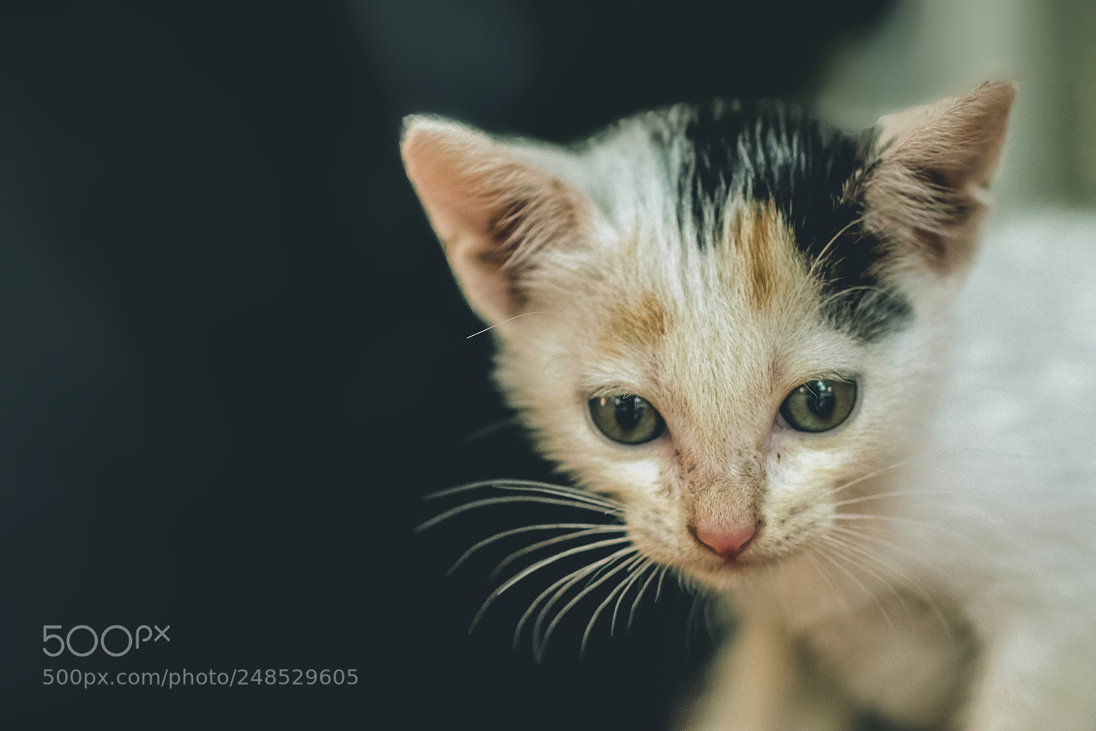 Canon EOS 77D (EOS 9000D / EOS 770D) sample photo. Untitled photography