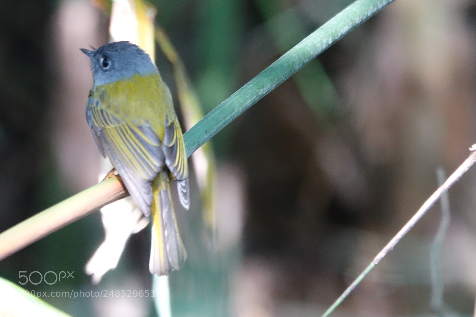 Sony Cyber-shot DSC-RX10 III sample photo. Grey headed canary flycatcher photography