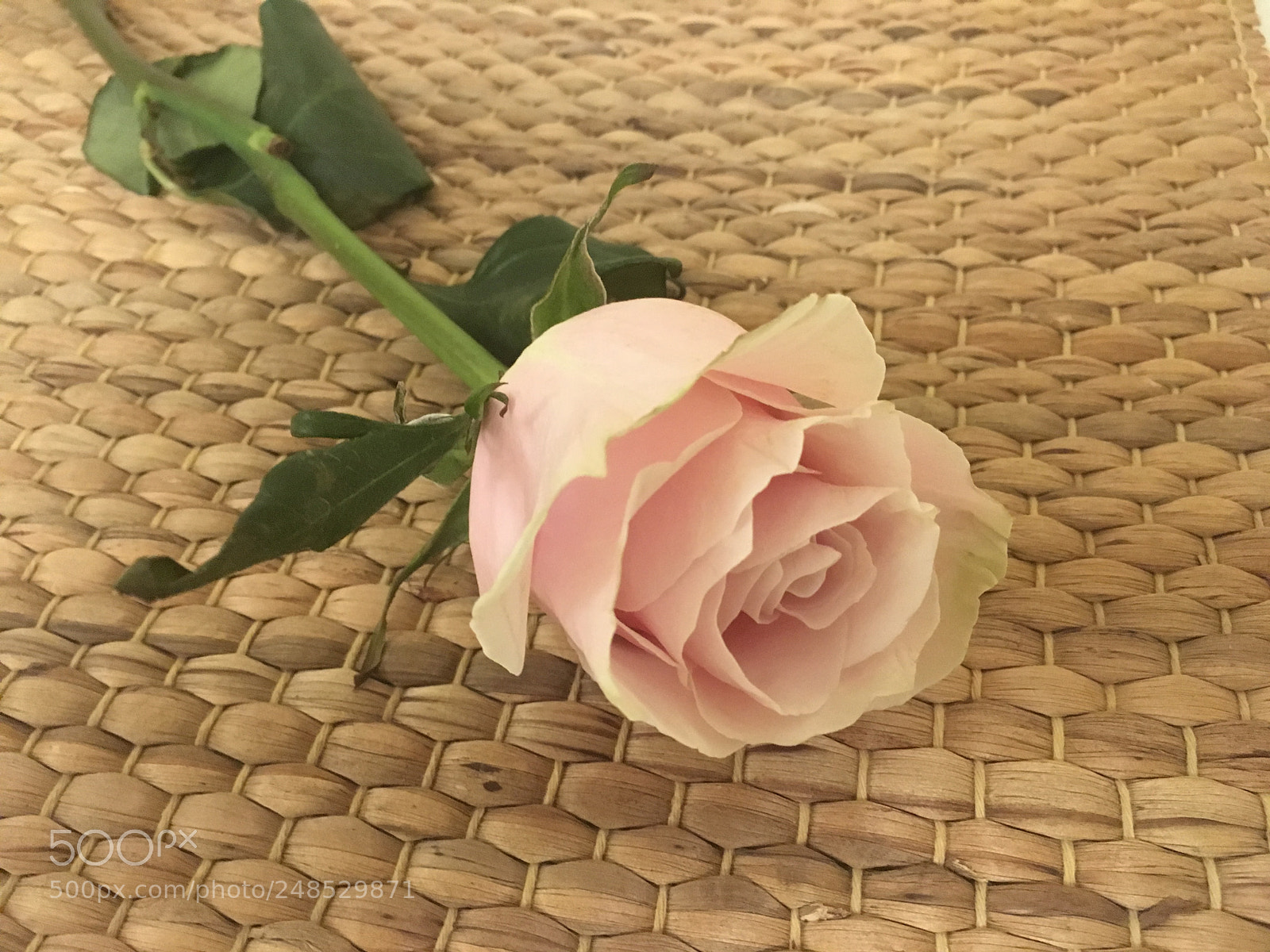 Apple iPhone SE sample photo. ***** photography