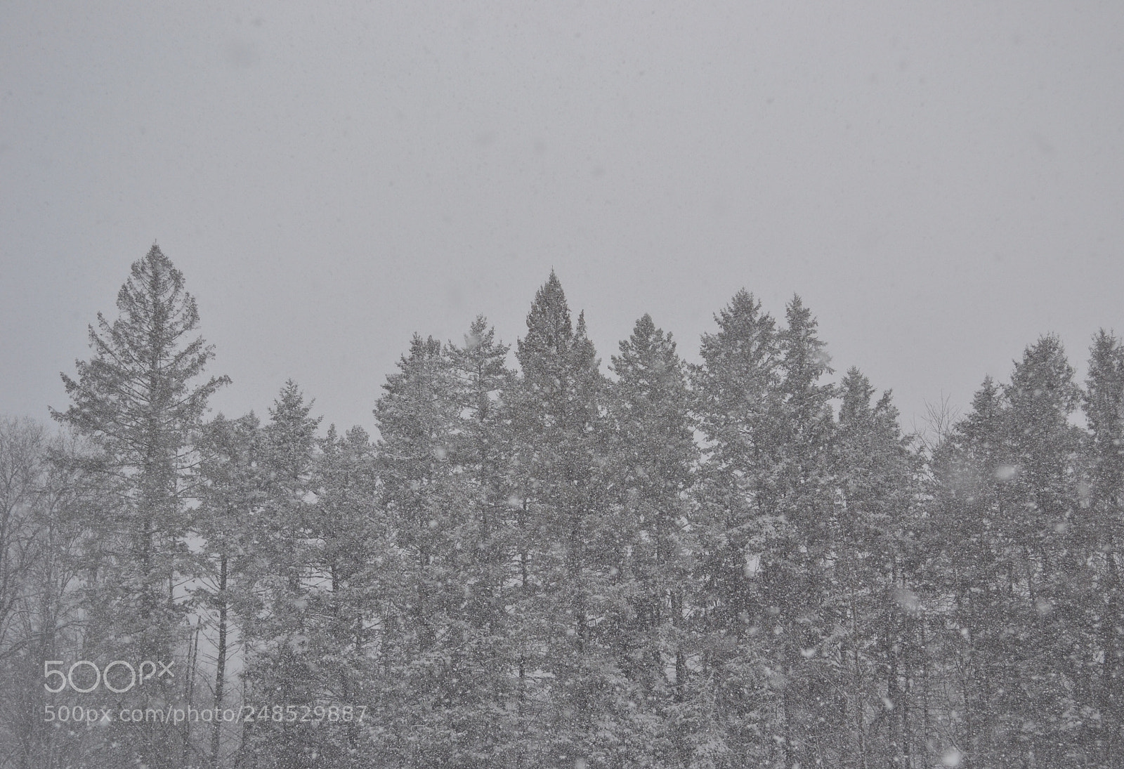 Nikon D3100 sample photo. Snowflakes photography