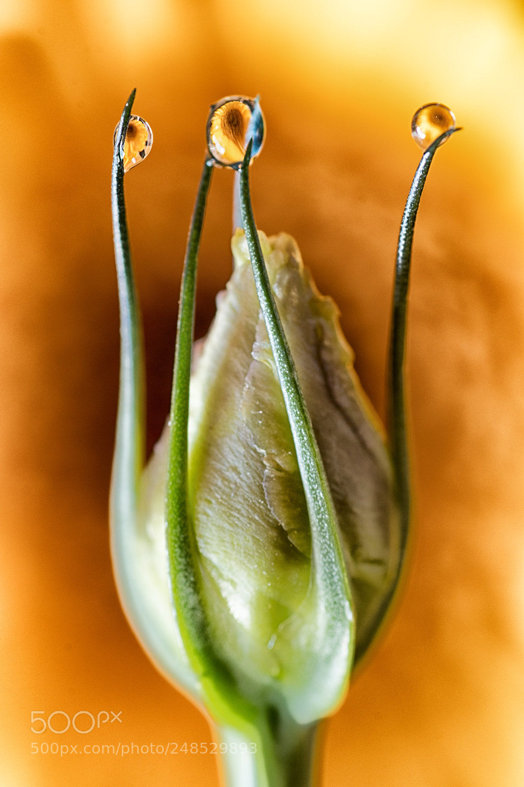 Nikon D500 sample photo. Flower bud photography