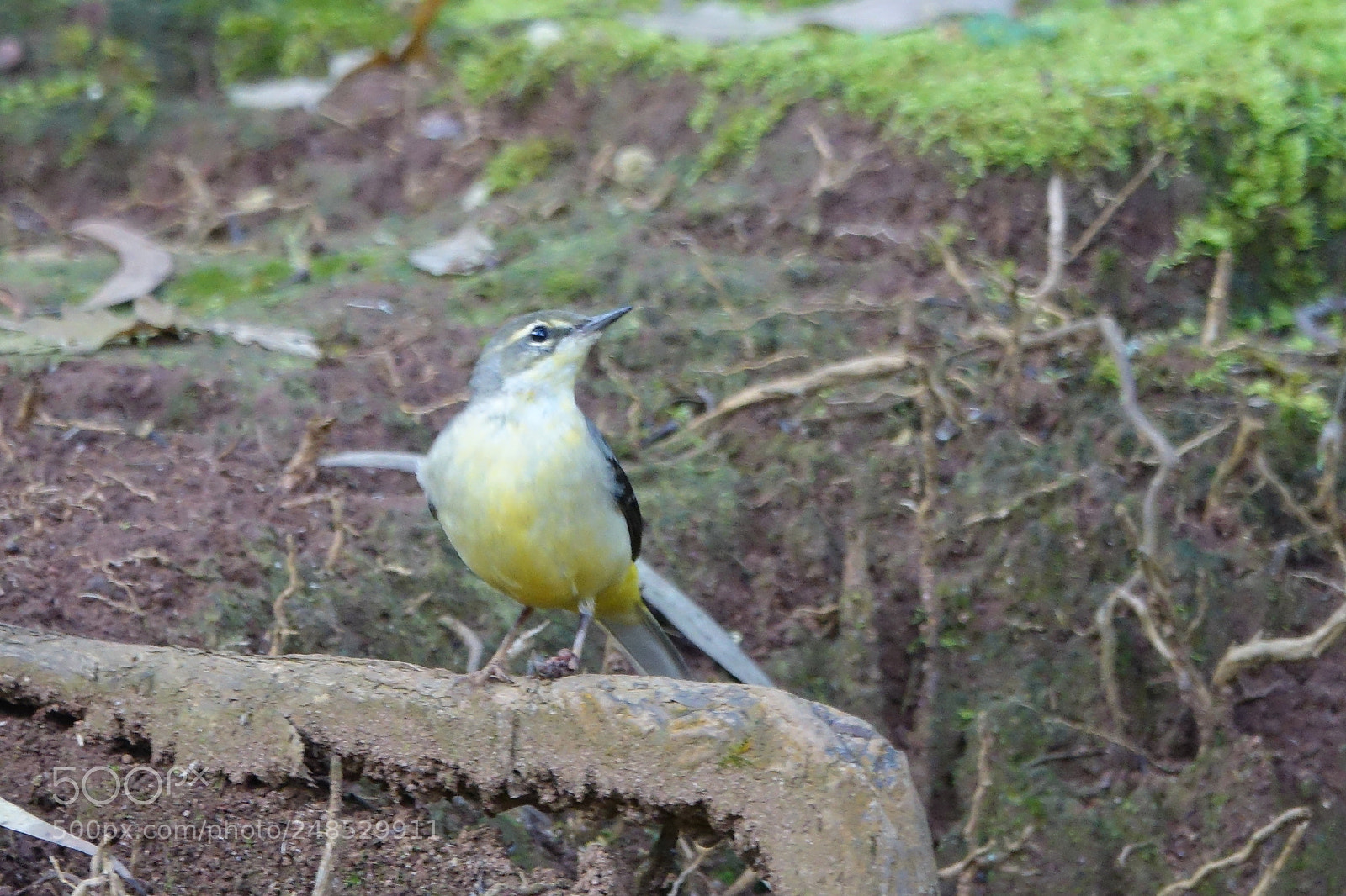 Sony Cyber-shot DSC-RX10 III sample photo. Yellow wagtail photography