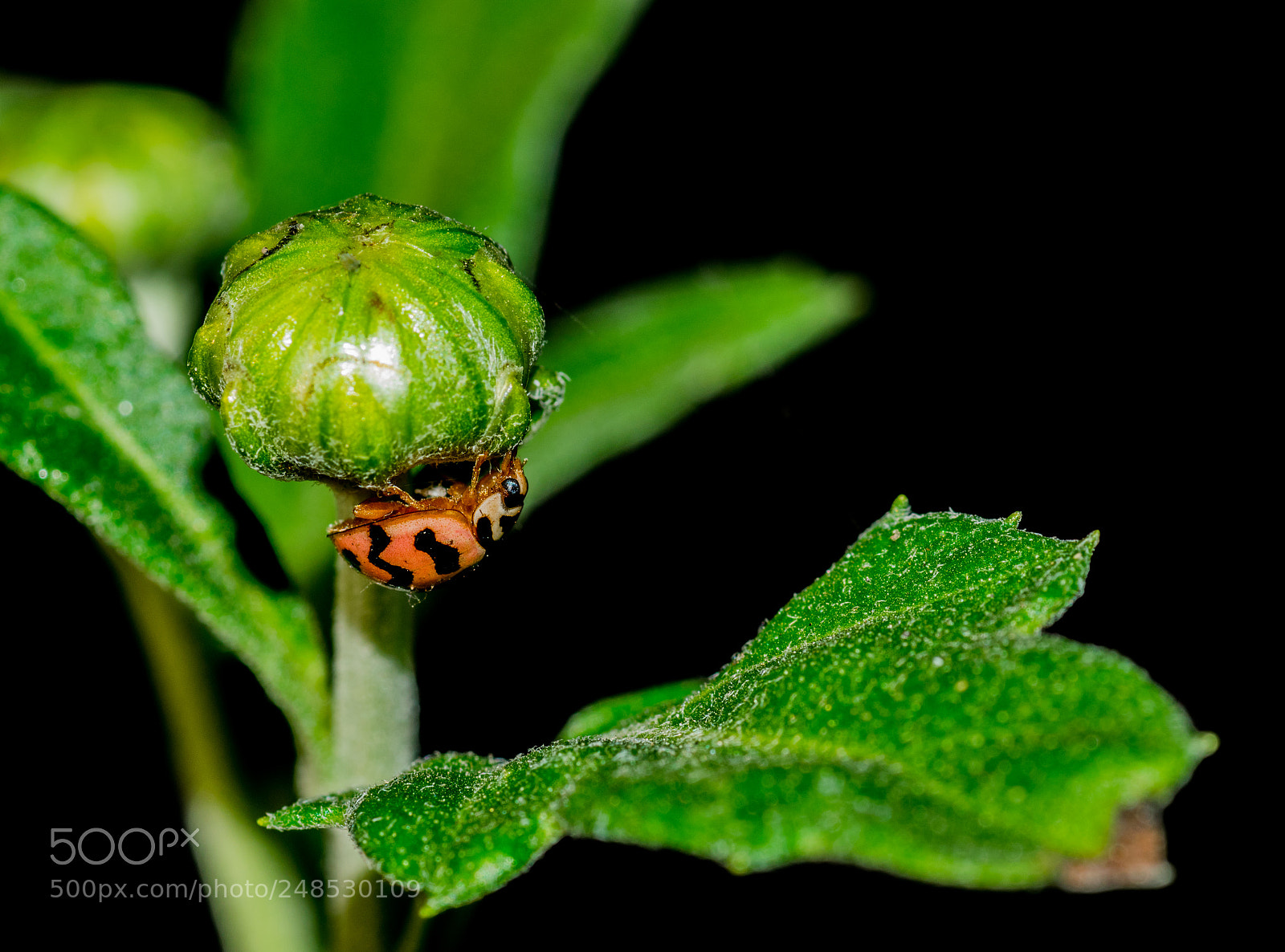 Nikon D5300 sample photo. Beetle on dahlia bud photography