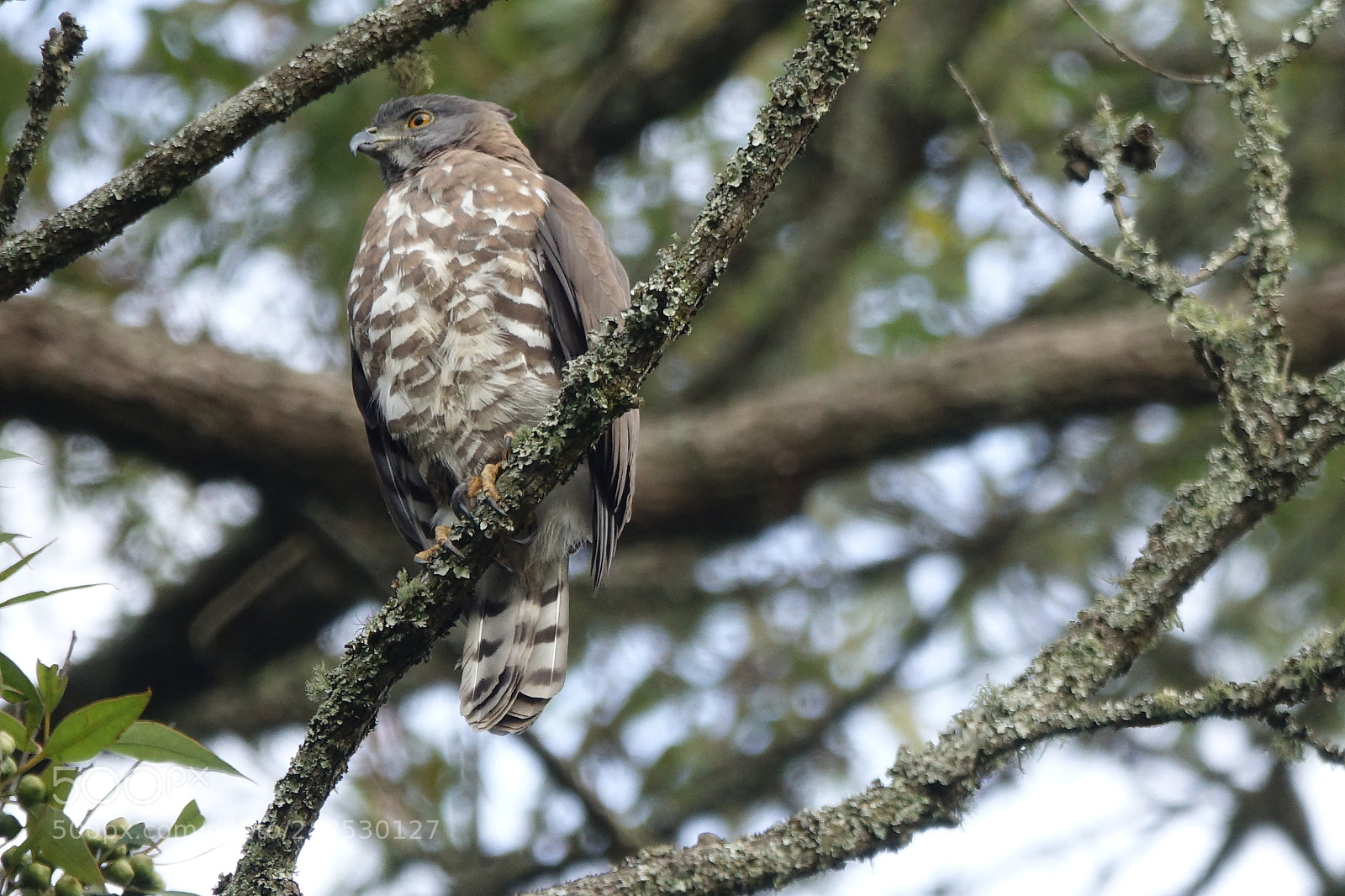 Sony Cyber-shot DSC-RX10 III sample photo. Crested go-shawk photography