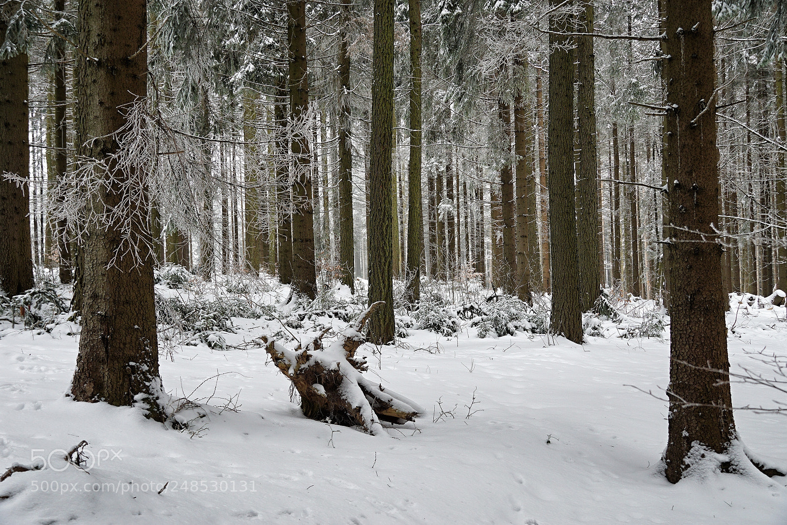 Sony a6000 sample photo. Winter fairy tale photography