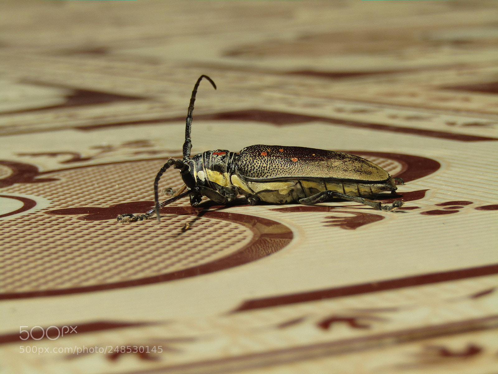 Canon POWERSHOT SX430 IS sample photo. Img photography