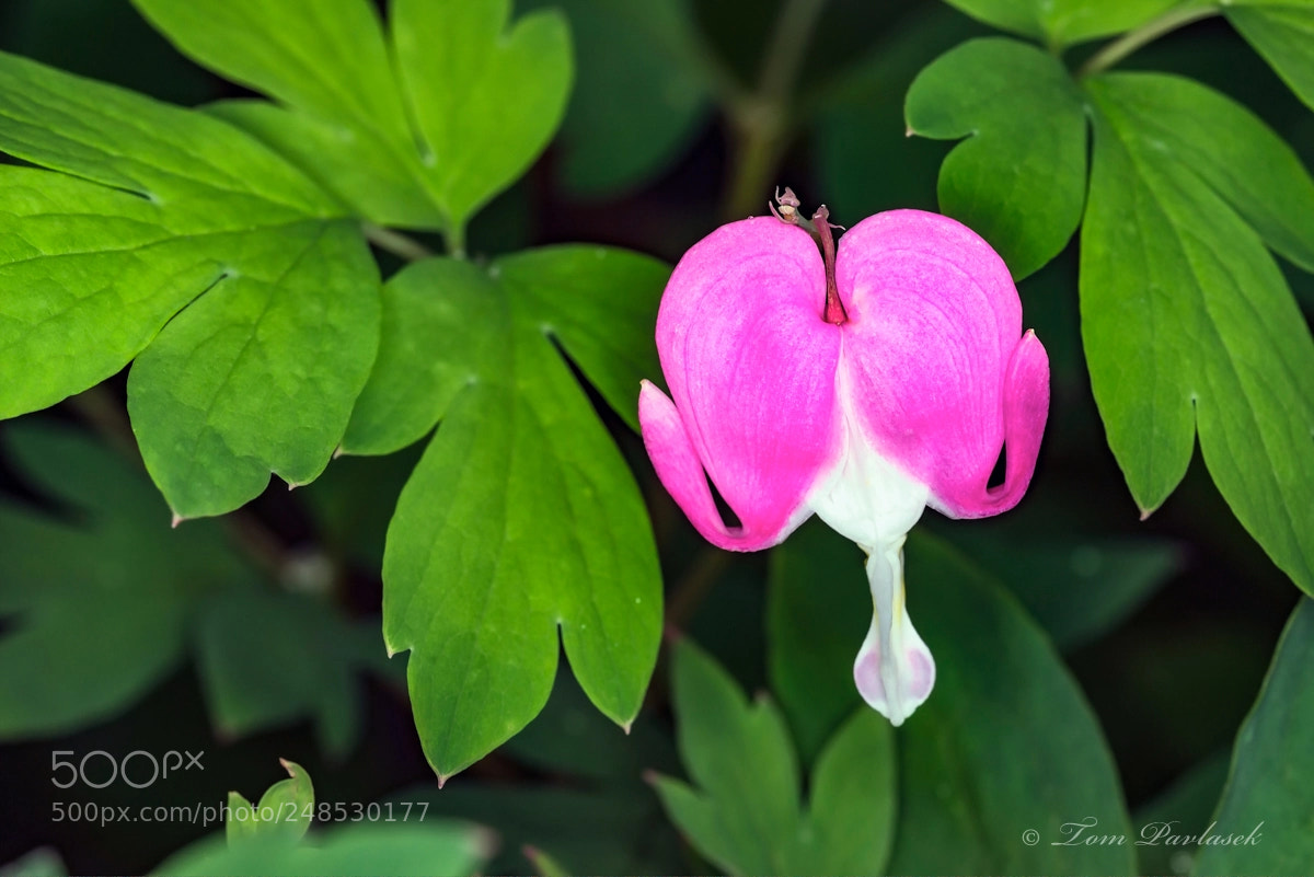 Nikon D600 sample photo. Dicentra spectabilis flower photography