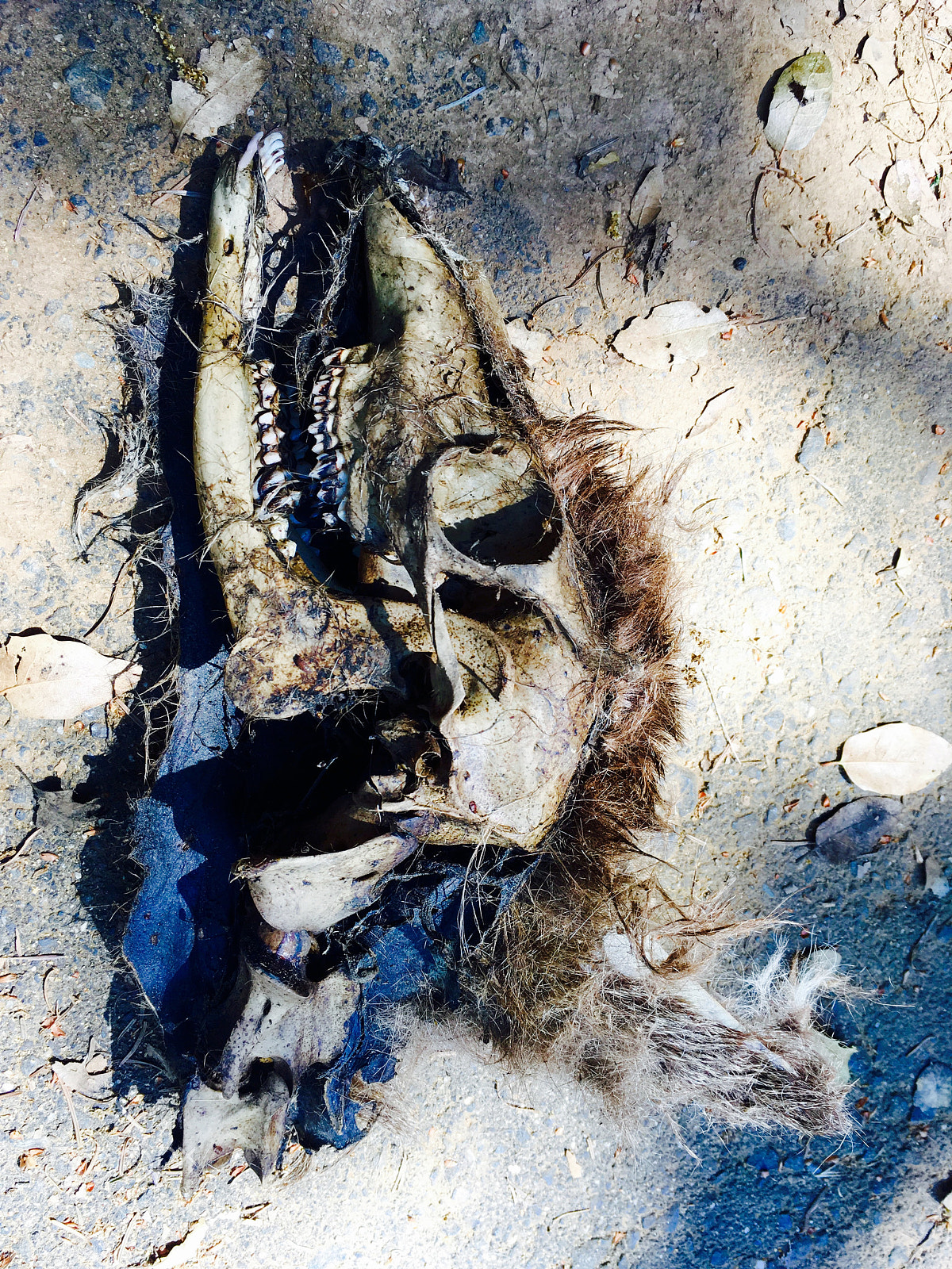 Apple iPhone SE sample photo. Yearling skull photography