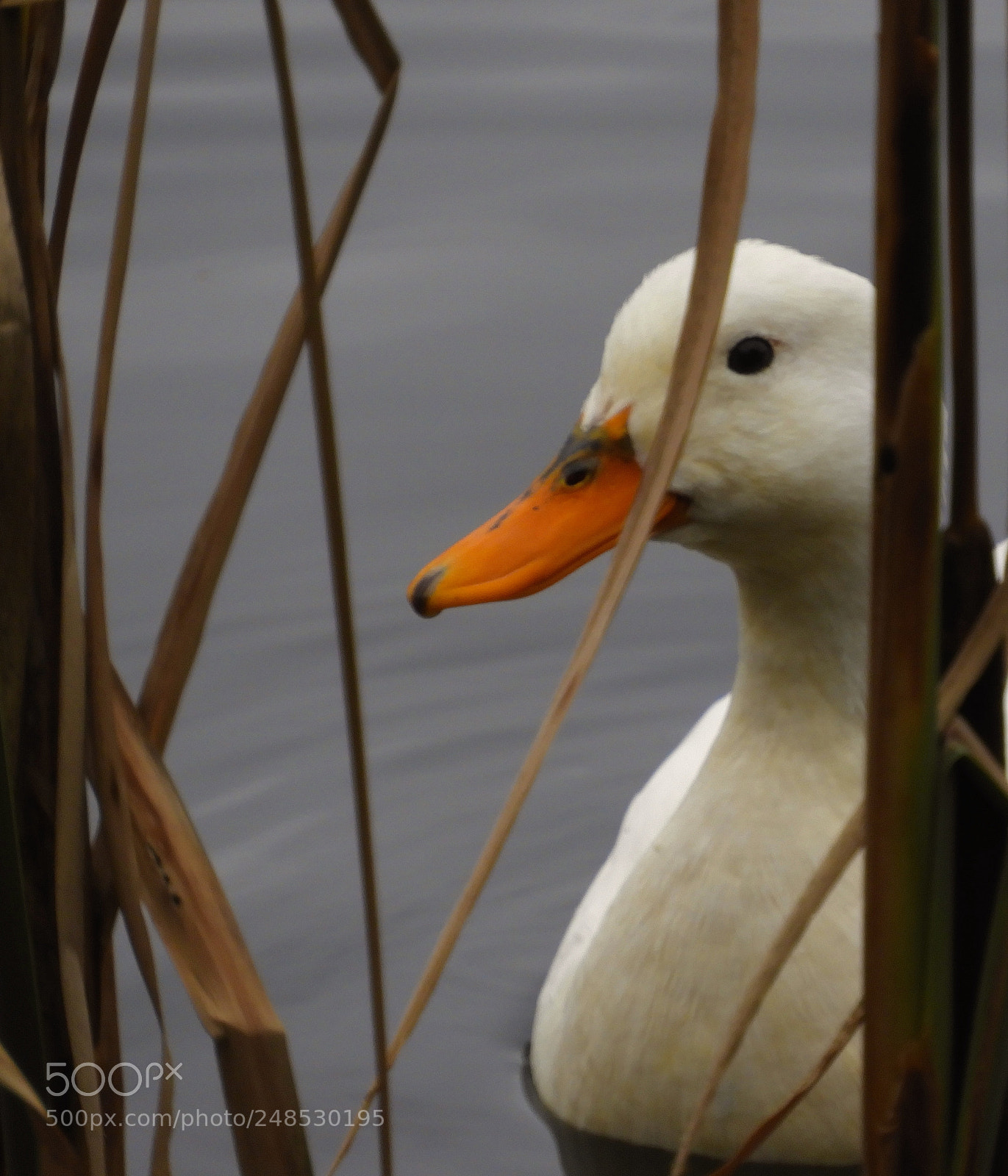 Nikon Coolpix B700 sample photo. Duck portrait photography