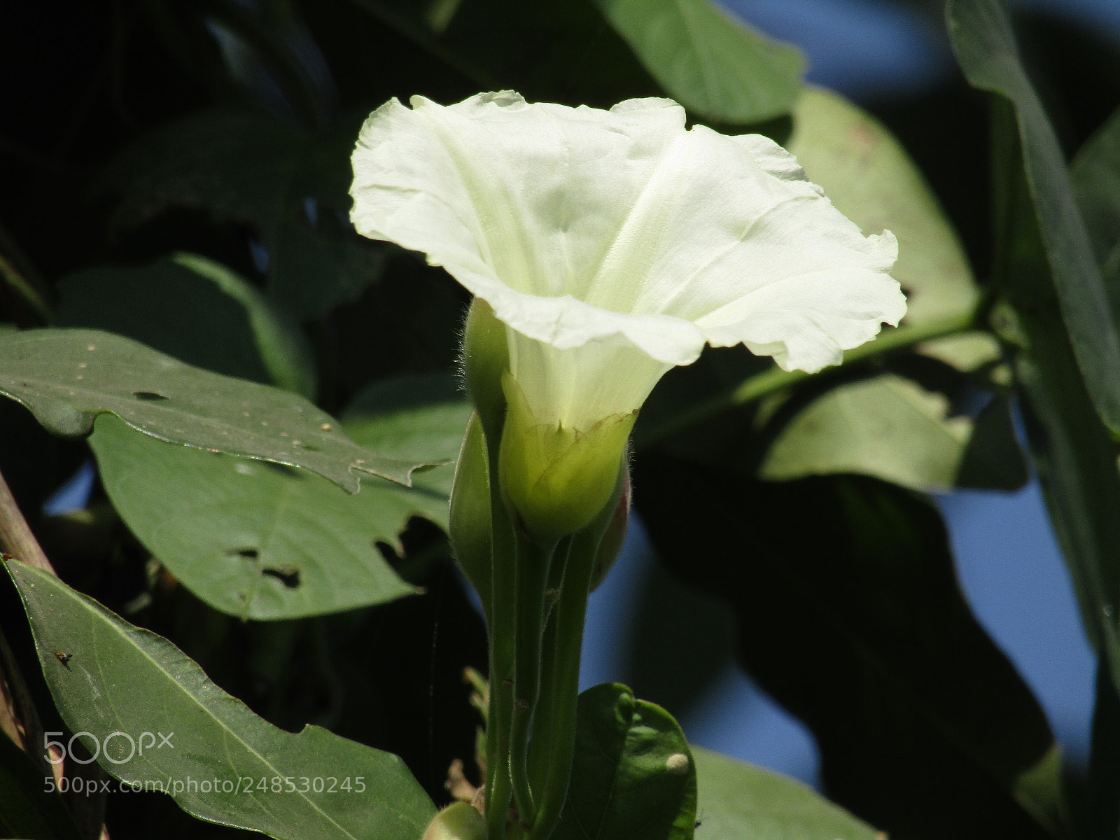 Canon POWERSHOT SX430 IS sample photo. Img photography