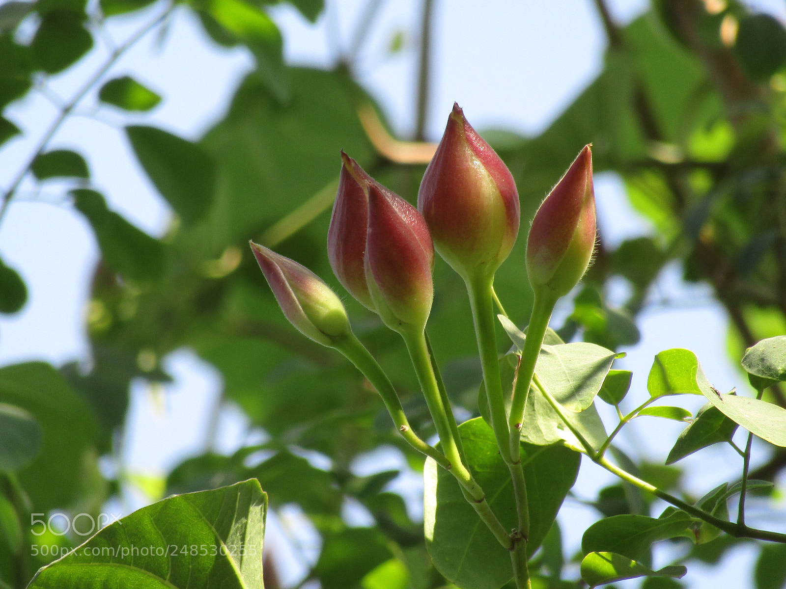 Canon POWERSHOT SX430 IS sample photo. Img photography