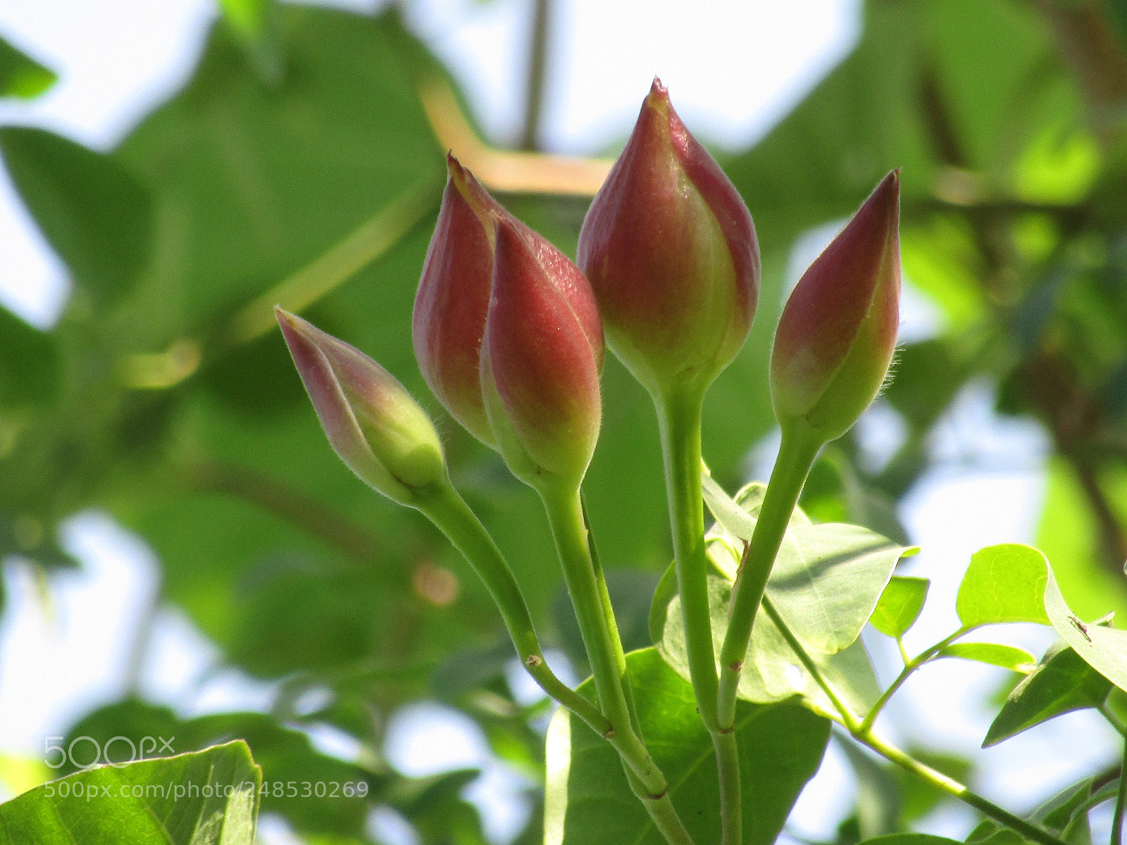 Canon POWERSHOT SX430 IS sample photo. Img photography