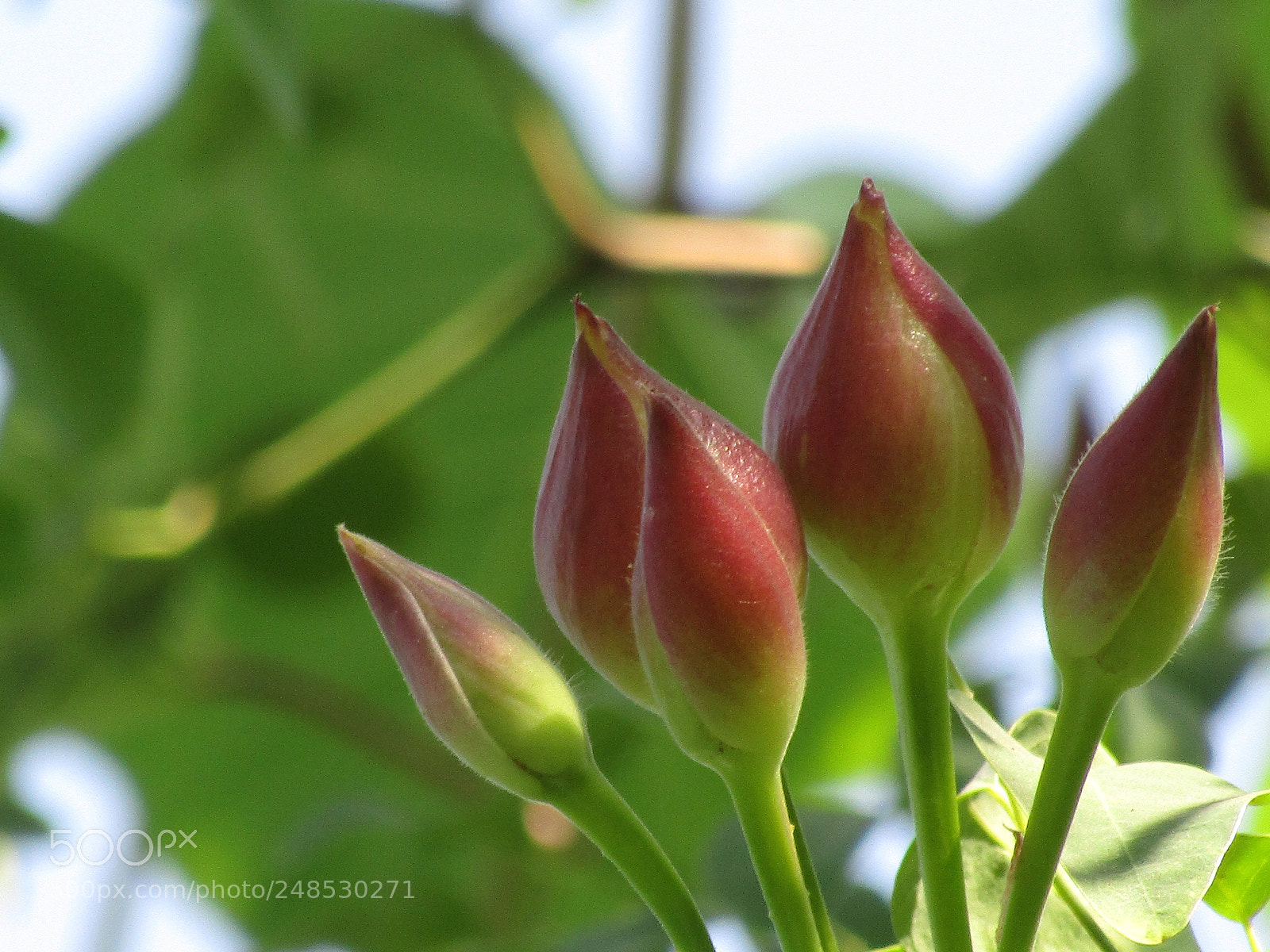 Canon POWERSHOT SX430 IS sample photo. Img photography