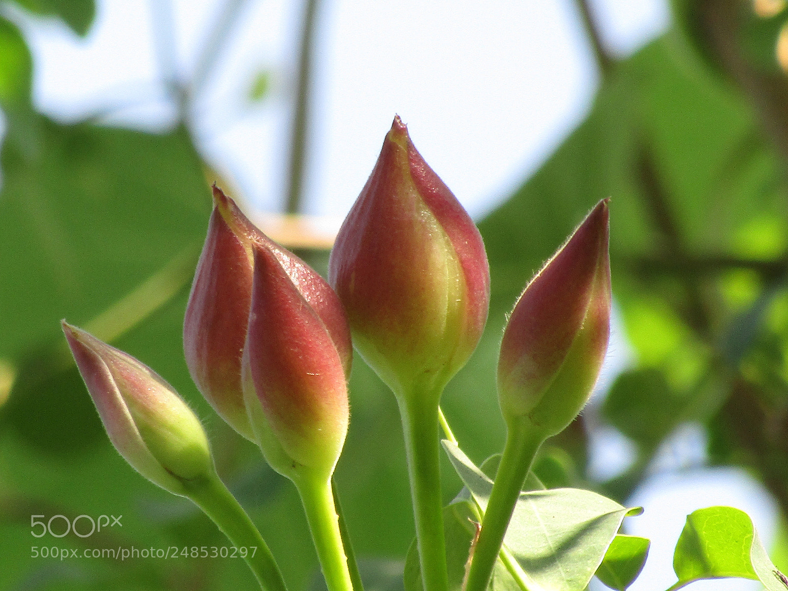 Canon POWERSHOT SX430 IS sample photo. Img photography
