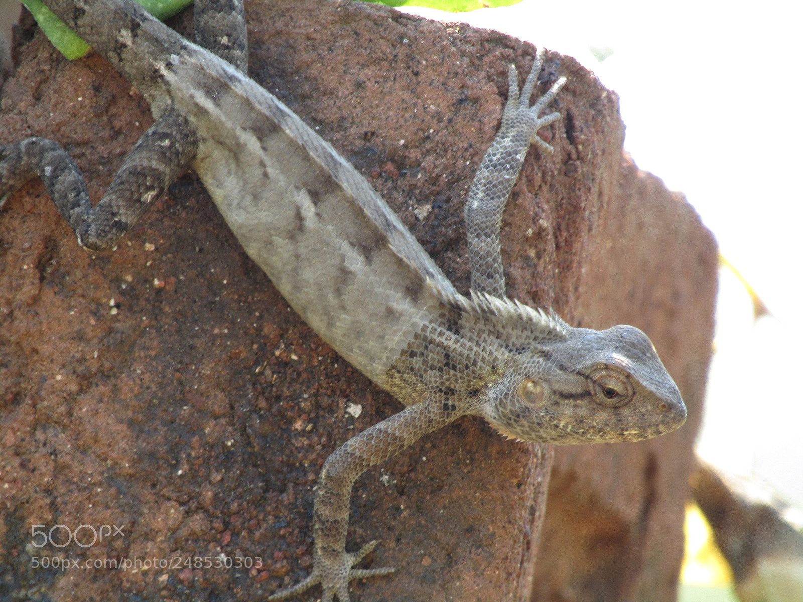 Canon POWERSHOT SX430 IS sample photo. Img photography