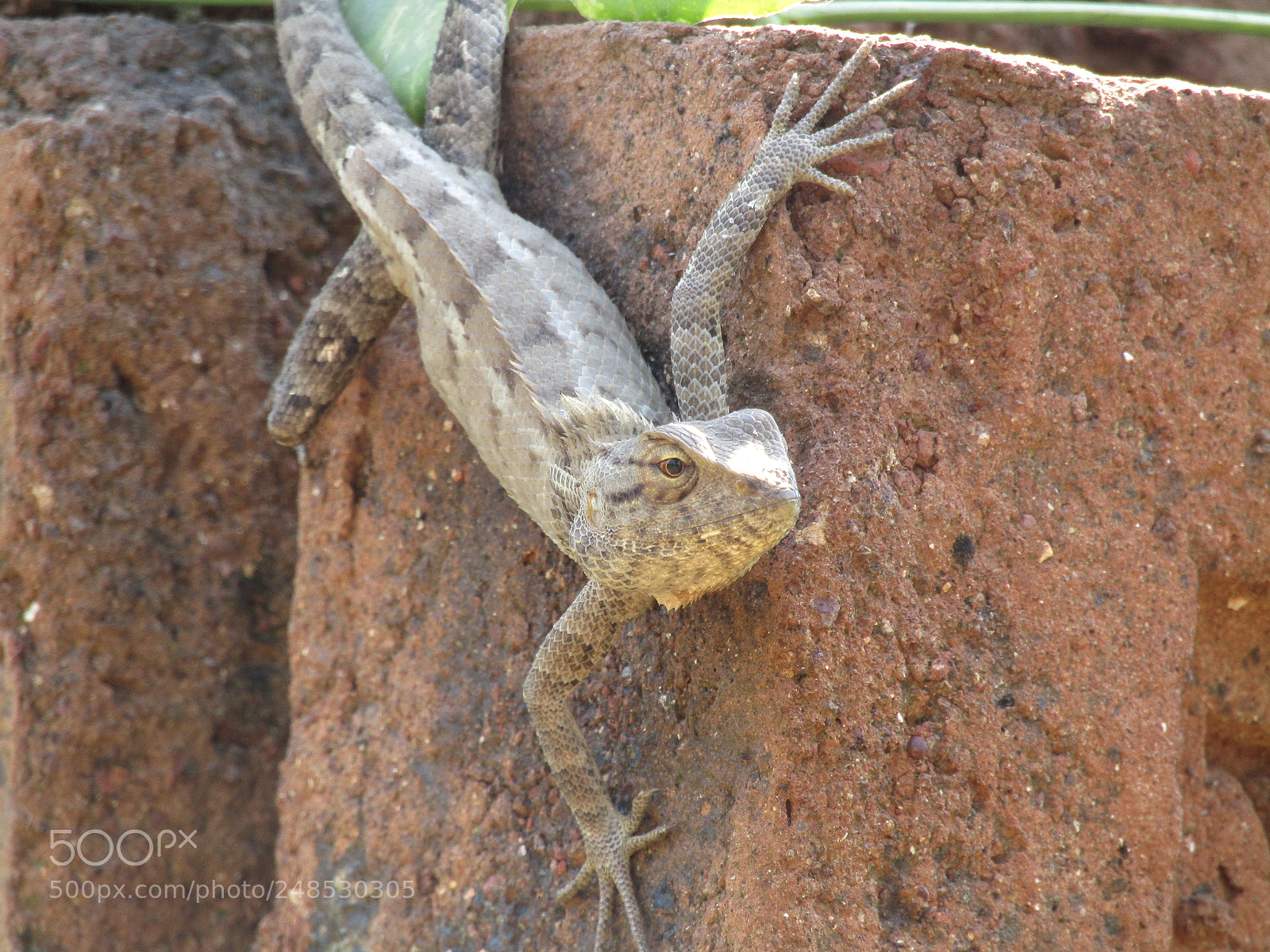 Canon POWERSHOT SX430 IS sample photo. Img photography