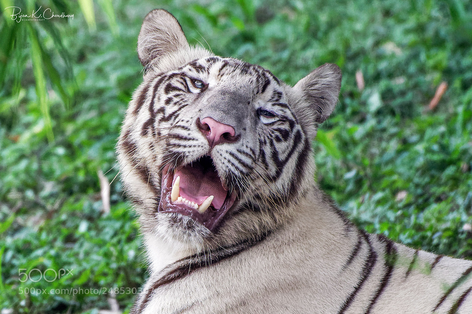 Nikon D500 sample photo. White tiger ... photography