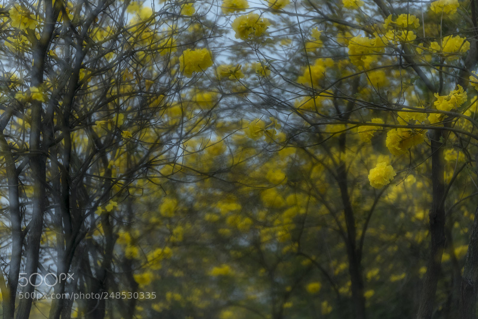Nikon D810 sample photo. Yellow flower photography